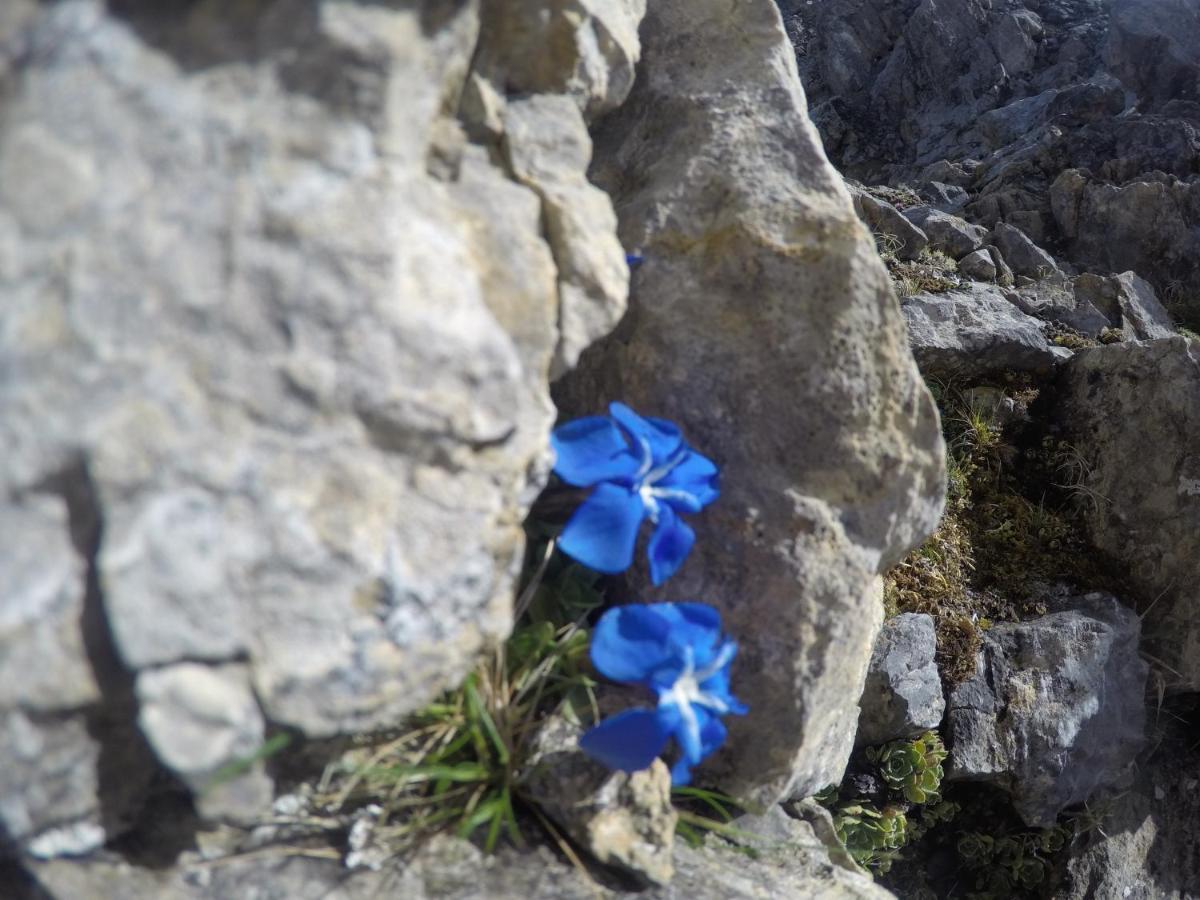 Pension Rosenhuegel Neustift im Stubaital Buitenkant foto